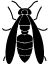 Une guêpe