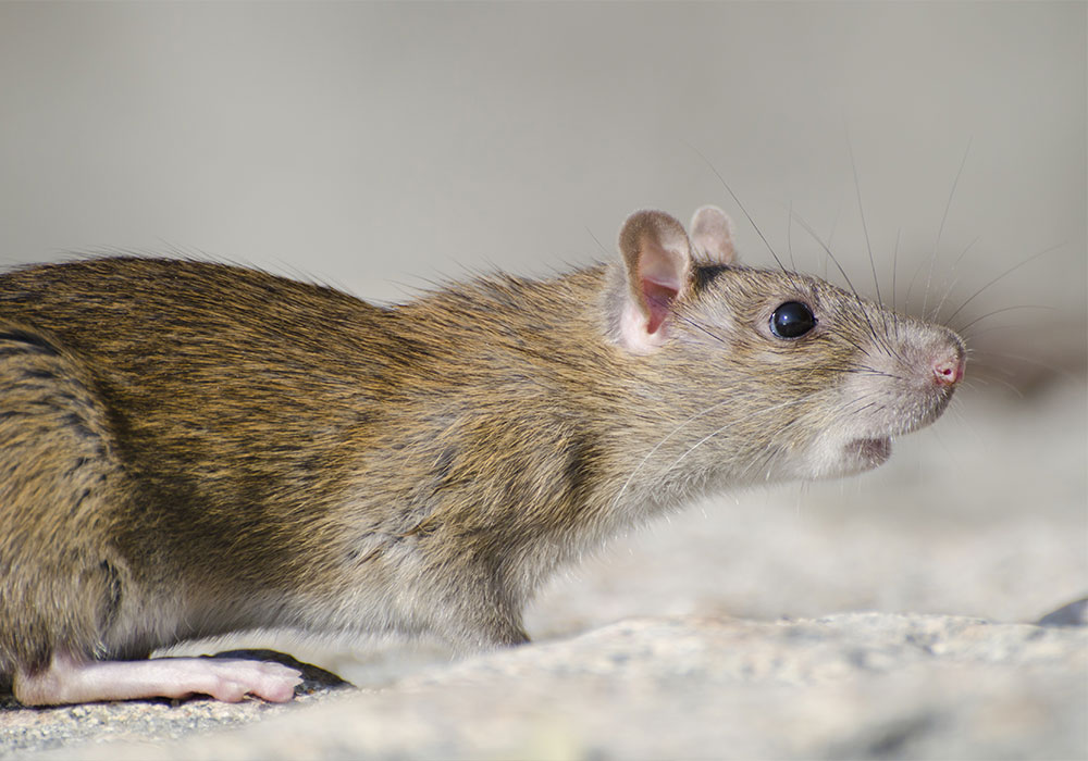 rat-photo photo d'un rat